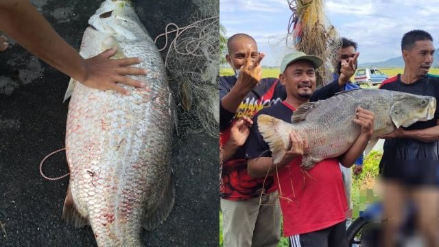 Siakap Sungai 21 Kilogram Berjaya Ditangkap Guna Tenaga 10 Penduduk